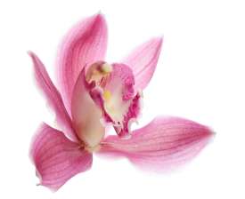 Pink Orchid flower