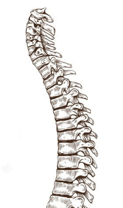 Spinal Chord